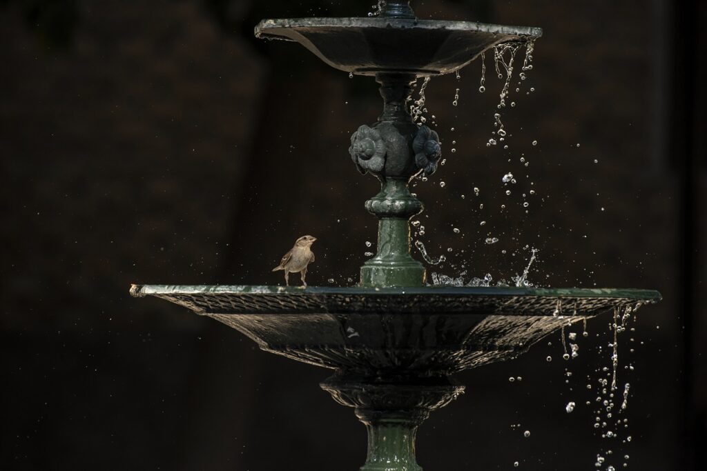 L'oiseau dans la fontaine